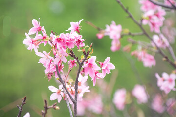 Pink cherry blossoms in spring