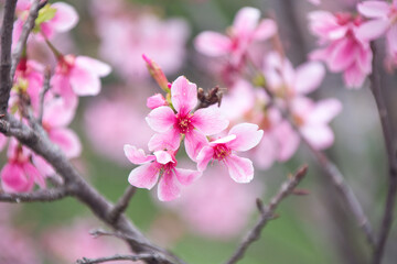 Pink cherry blossoms in spring