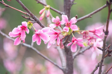 Pink cherry blossoms in spring