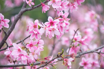 Pink cherry blossoms in spring