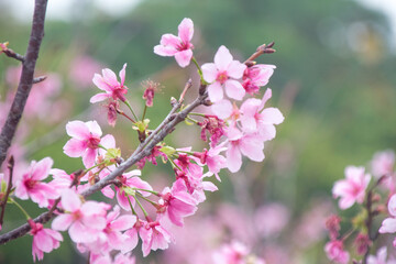 Obraz premium Pink cherry blossoms in spring