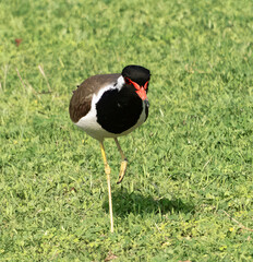 red wattled lapwing