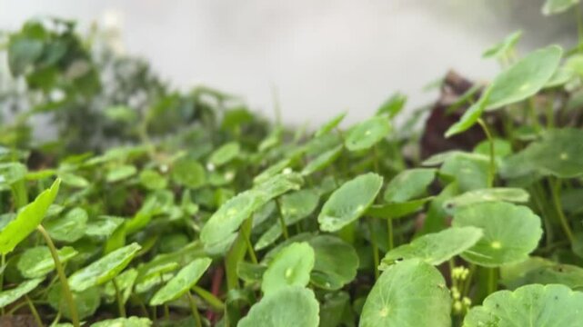 Hydrocotyle vulgaris leaves in close-up with water mist spray in fresh garden background
