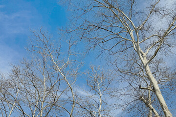 Spring nature background with tree trunks and branches against the blue sky on a bright sunny day.