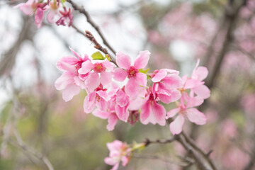 Obraz premium Pink cherry blossoms in spring
