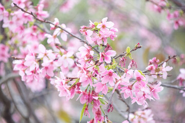 Obraz premium Pink cherry blossoms in spring