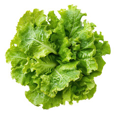 Fresh green lettuce leaf isolated on Transparent background for healthy meal preparation and salad recipes, Salad leaf Lettuce isolated on PNG background