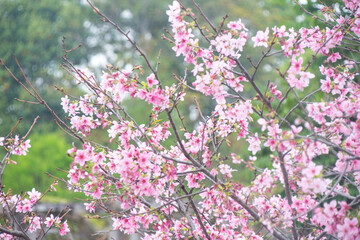 Pink cherry blossoms in spring