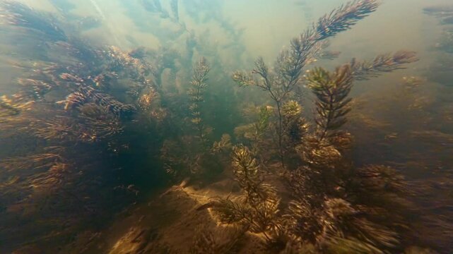 hornwort aquatic plant on silt bottom, shallow freshwater pond, dense vegetation oxygenate air bubble, sun ray backlight, low visibility in in muddy water, surface reflection, Buher river in Lityn