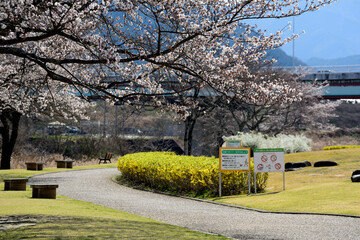 桜咲く公園