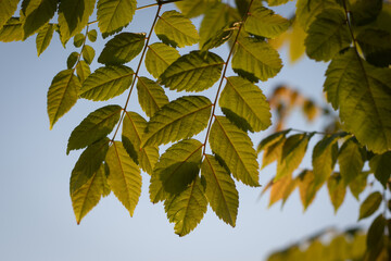 green leaves on the sky background