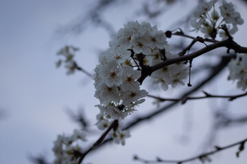 snow covered branches
