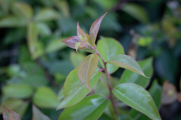 pink and green leaves