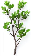 Obraz premium A detailed low poly rende of a manchineel tree branch showcases vibrant green leaves against a stark white background ideal for tropical themed designs and digital