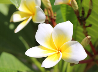 Close up of Plumeria Alba flower with Bud in Famagusta, Northern Cyprus