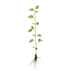 Fototapeta premium Sapling growth journey from seed to roots displayed against a plain background, Sapling Growth The Journey from Seed to Roots, Transparent background
