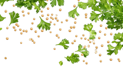 fresh green cilantro leaves and scattered coriander seeds against a white background highlighting the natural textures and colors ideal for culinary or herbal themes