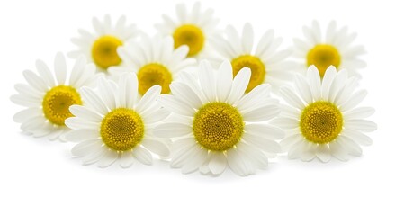 Fototapeta premium Daisies' Golden Embrace AI Generated
