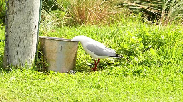 Red-billed Gull Exploring Great Ocean Road Scenery