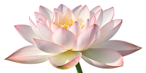 Delicate pink and white lotus flower, symbol of purity and peace, isolated on white background.