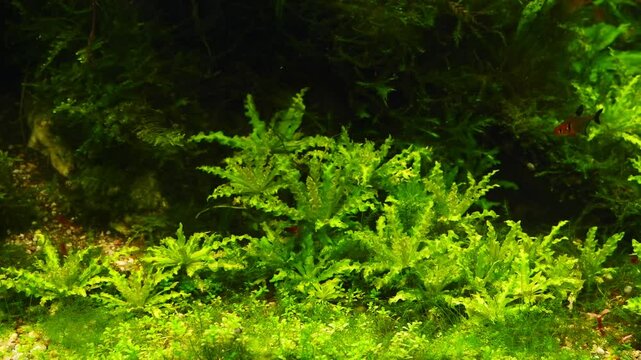 freshwater iwagumi aquascape design, healthy demanding aquatic vegetation, cherry Neocaridina shrimp clean twigs of java fern, LED light Amano style planted aquarium for experienced aquarist care