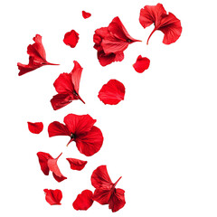 Tropical red flower petals falling in the air, beautiful floral levitation isolated on transparent background.