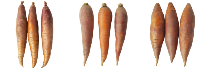 Three Root Vegetable Varieties Purple, Orange, Brown.