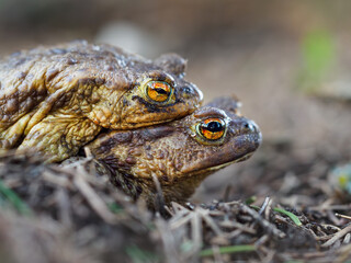 Couple of the common toad (Bufo bufo) in reproductive habits during the breeding season in spring
