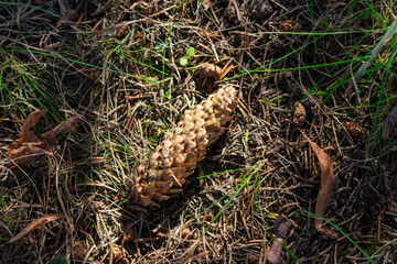 Pine cone is on the ground. It is brown and has a pointy top. The pine cone is surrounded by grass and leaves.
