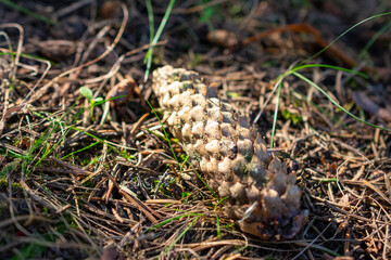Pine cone is on the ground. It is brown and has a pointy top. The pine cone is surrounded by grass and leaves.