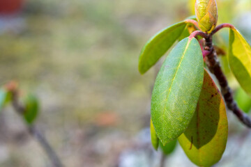 Close-up of vibrant green leaves on a plant. The leaves have a smooth texture and are arranged naturally on the branch.