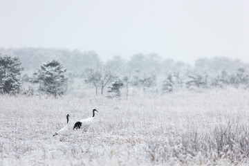 Two Japanese cranes stand on a snowy field. Winter. Kunashir. Russia