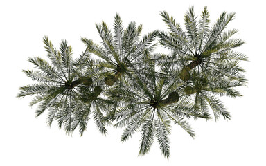 Obraz premium Isolated palm tree plant. Top view Palm