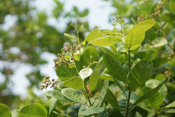 Green leaves and tiny flowers of cashew tree in garden. Concept economic agricultural crops in Thailand and Asian countries. Begin to be flowers. Tropical plants.