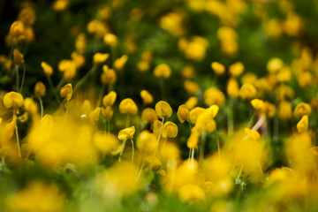 close-up of endless flower fields