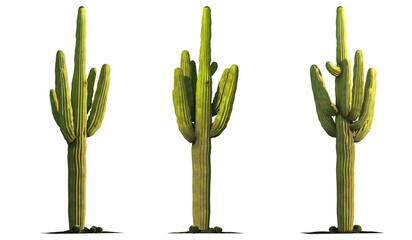 Large cactus plant that usually grows in the desert.