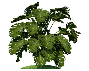 Monstera deliciosa, the Swiss cheese plant or split-leaf philodendron tropical forests. Isolated monstera. © Virgo Oktaviano