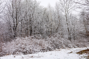 Snow-covered winter forest on a cloudy day in Ukraine. Trees and bushes are densely covered with a layer of white snow, creating the impression of a fairytale winter landscape. Thin branches of trees 