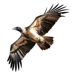 Obraz premium Vulture soaring gracefully against a Transparent background highlighting its impressive wingspan and features, Vulture Isolated on