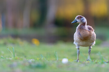 Egyptian Goose