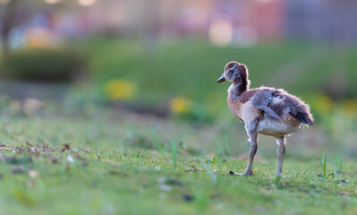 Egyptian Goose