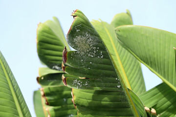 Green leaf with pest colony underneath. Whitefly, family Aleyrodidae. Plant pests.