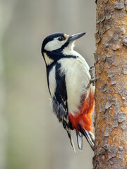 A female woodpecker is perching on a tree trunk