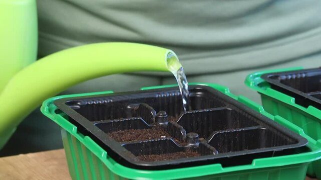 A woman is watering seeds planted in the cells of a plastic container with a watering can. Mini greenhouse for growing seedlings. Close-up.