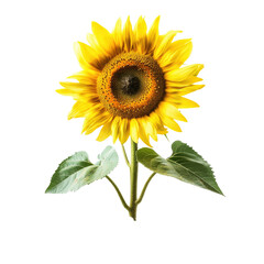 Sunflower Seed Harvest on transparent background