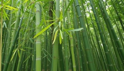 Lush bamboo forest thriving in vibrant green colors  