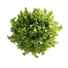 Obraz premium A top down view of a vibrant green oak leaf lettuce head against a stark black background in sharp focus