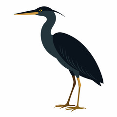 Striated heron silhouette vector illustration