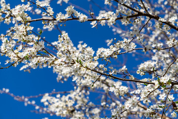 Delicate White Blossoms of a Flowering Tree Branch Against a Soft Blue Spring Sky