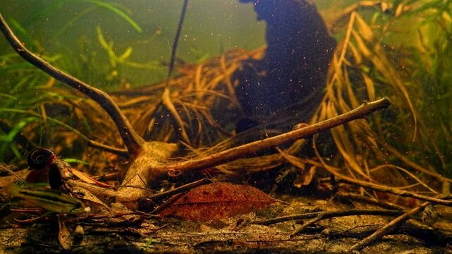 Apistogramma bitaeniata dominant female search food, freshwater dwarf cichlid show aggression, leaf litter, professional care, low light algae free blackwater acidic driftwood biotope aquascape